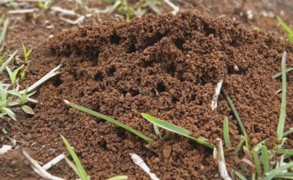 Apteegipudel päästis kogu aia: vahend hävitab sipelgate kuningriigi ühe õhtuga