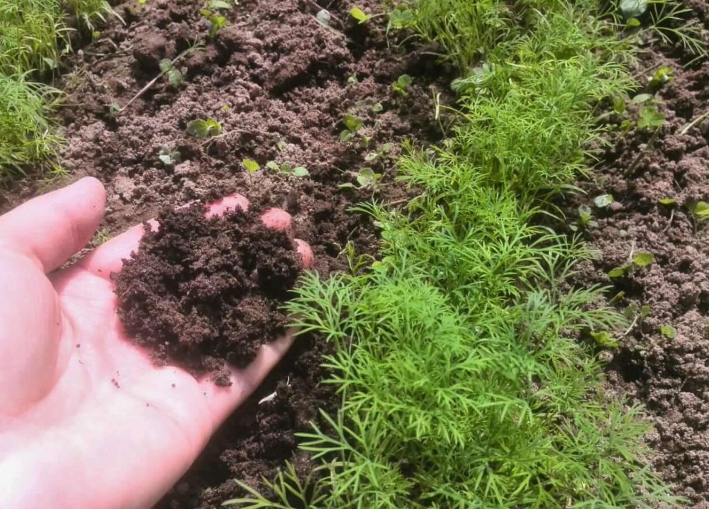 Till kolletub ja kuivab: 2 juulikuu väetist, mis taastavad selle mahlakuse