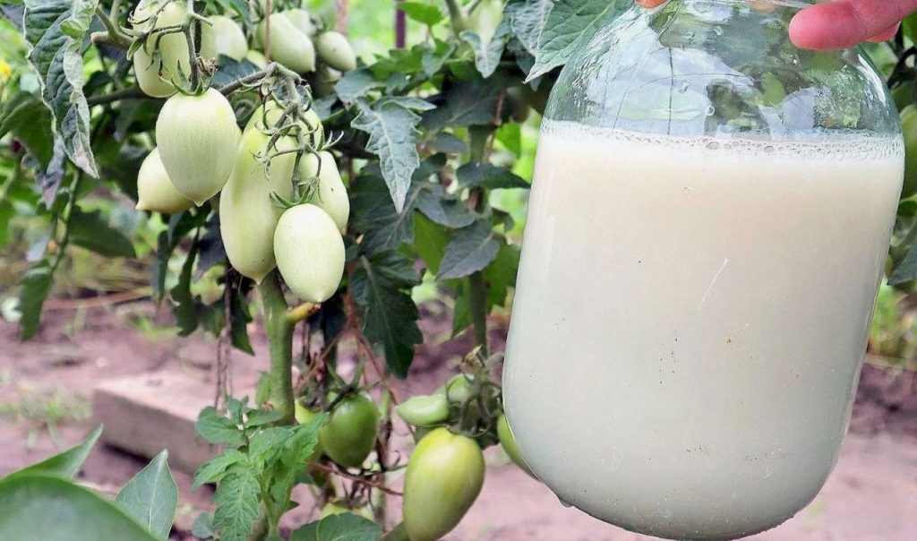 Kuidas tomatitele praegu lisatoitu anda: kiire kasvu ja viljakuse tagamiseks