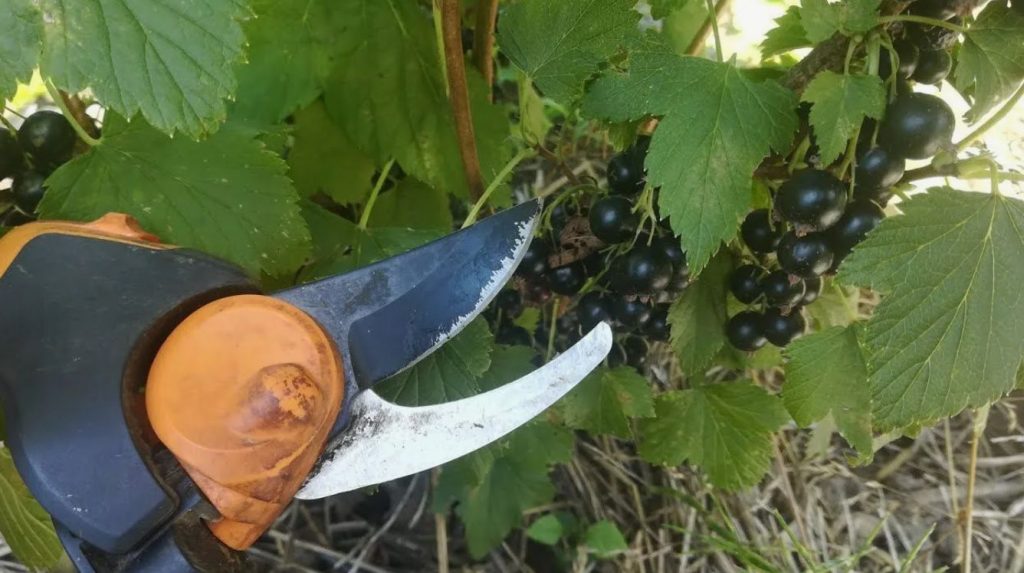 Sõstra korjamine: vaikne viga – kuidas mitte kaotada järgmise aasta marju