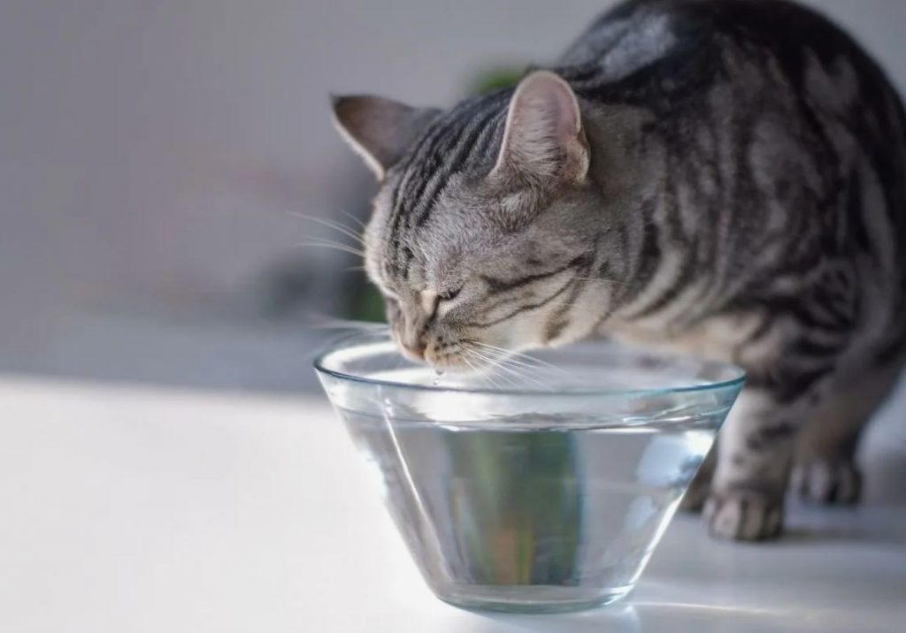 Veterinaarid löövad häirekella: miks ei tohi kassile lubada kraanist vett juua