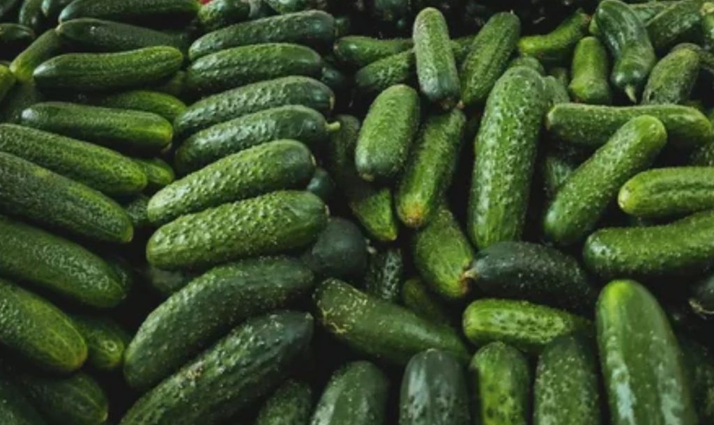 Rikkalik kurkide saak esimese kastmisega: kogenud aednike saladus