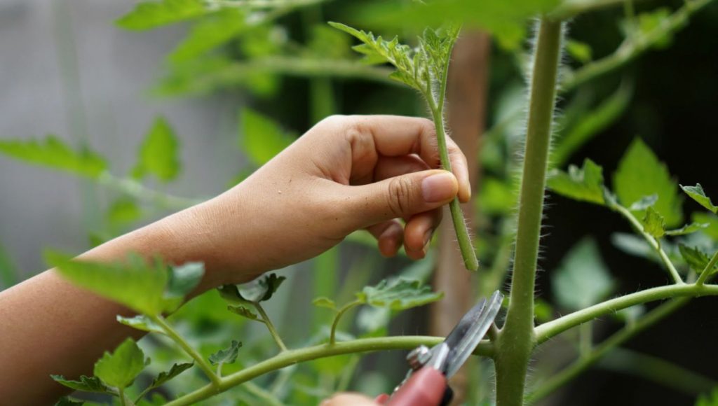 Juuli: millal täpselt tuleb eemaldada võrsed, et kiirendada tomatite kasvu