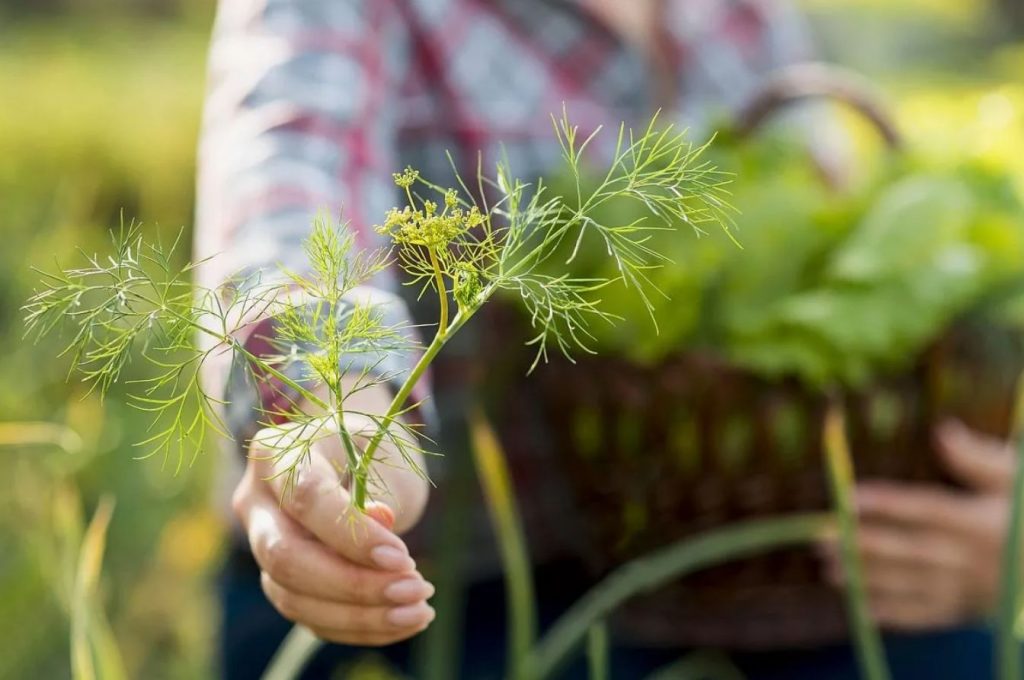 Tuhk väetise asemel: lihtne nipp, mis muudab tilli aromaatseks ja tugevaks