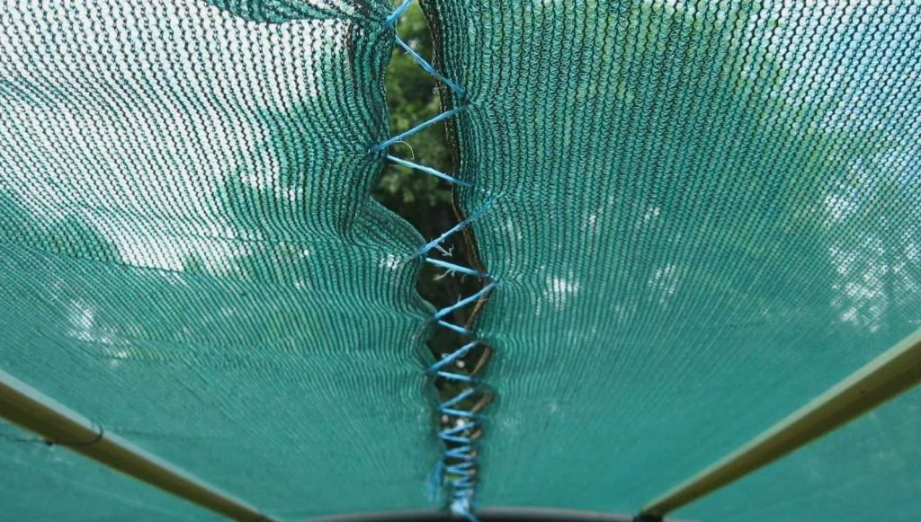 Tripsid ründavad tomateid: kuidas päästa saak paari päevaga