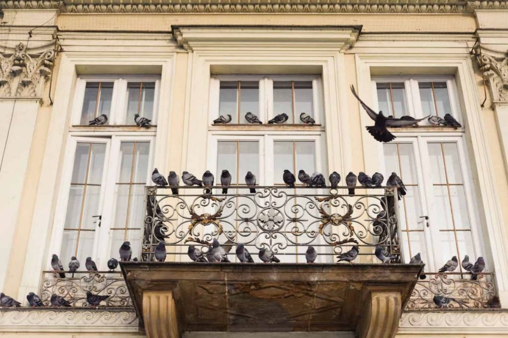 Pigeonid ründavad teie rõdusid: nii saate lihtsate looduslike pihustitega probleeme vältida