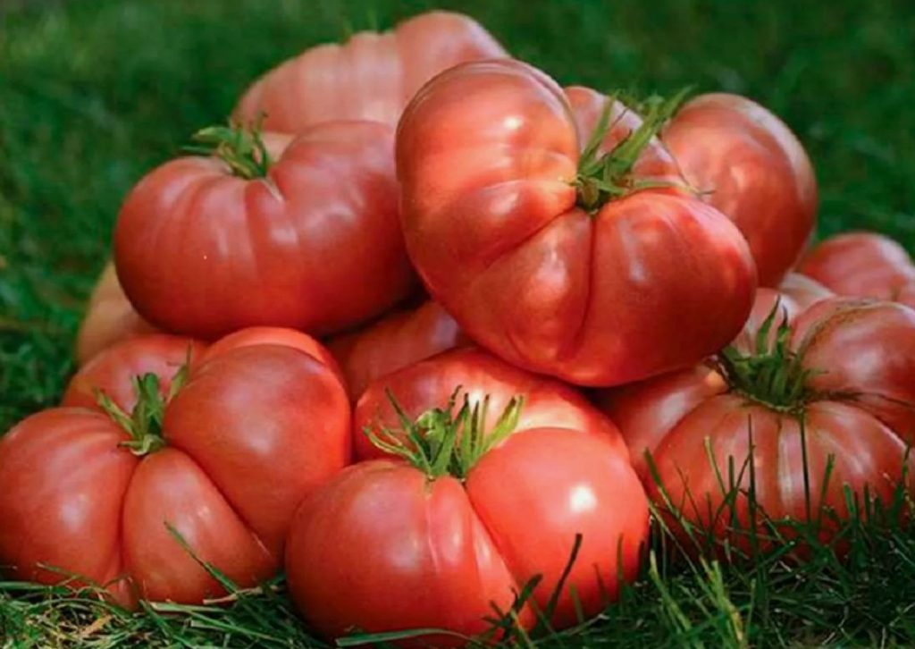 Hiiglaslike tomatite saladus: mida kogenud aiandushuvilised augudesse panevad