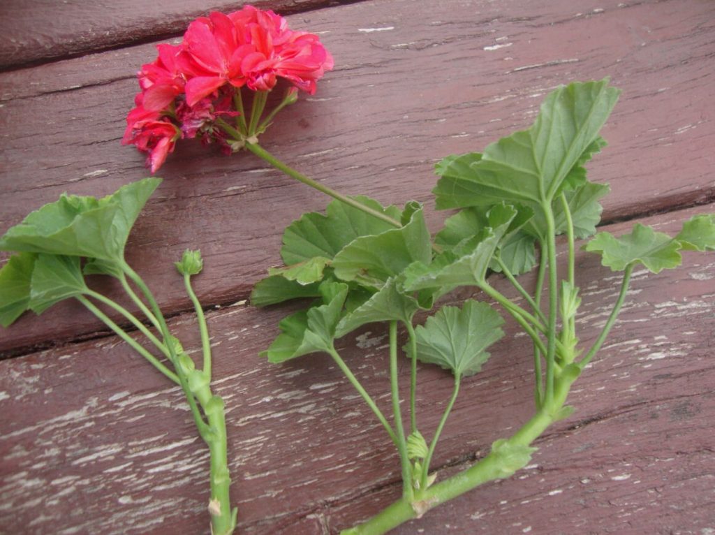Geranium või pelargonium: kes võidab võitluse teie südame eest
