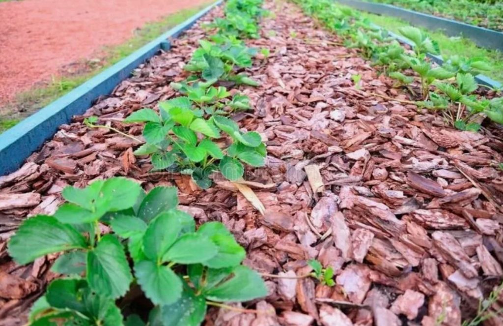 Kavalus umbrohu vastu peenardel: mida augustis külvata, et umbrohutõrjest unustada