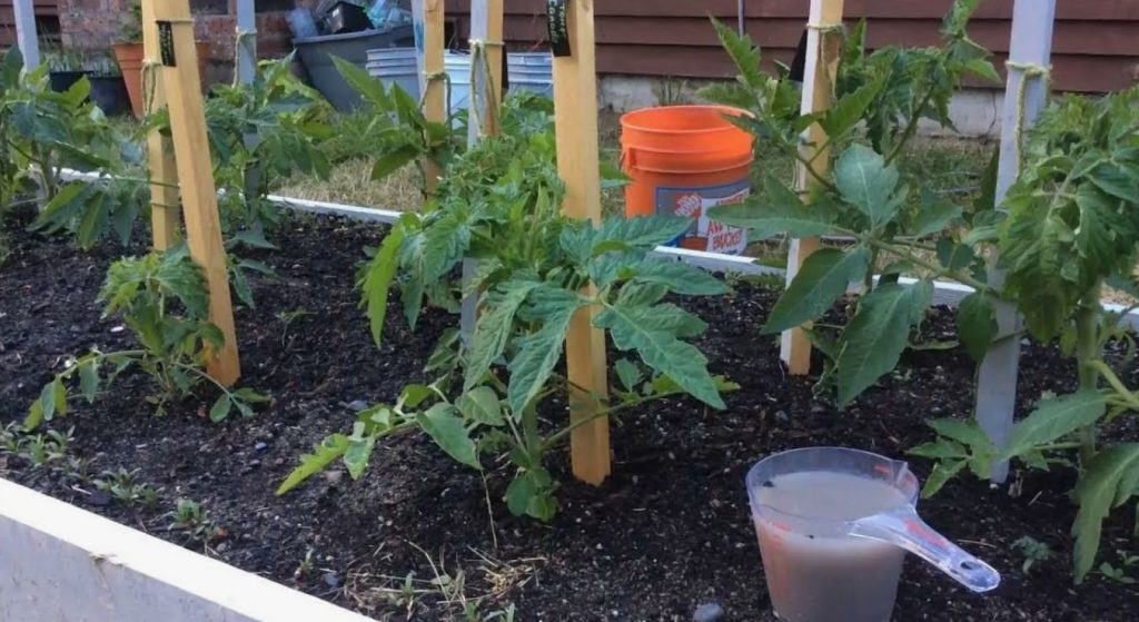 Tomatite lisatoit, mis muudab need magusaks: lihtne retsept tavalistest toiduainetest