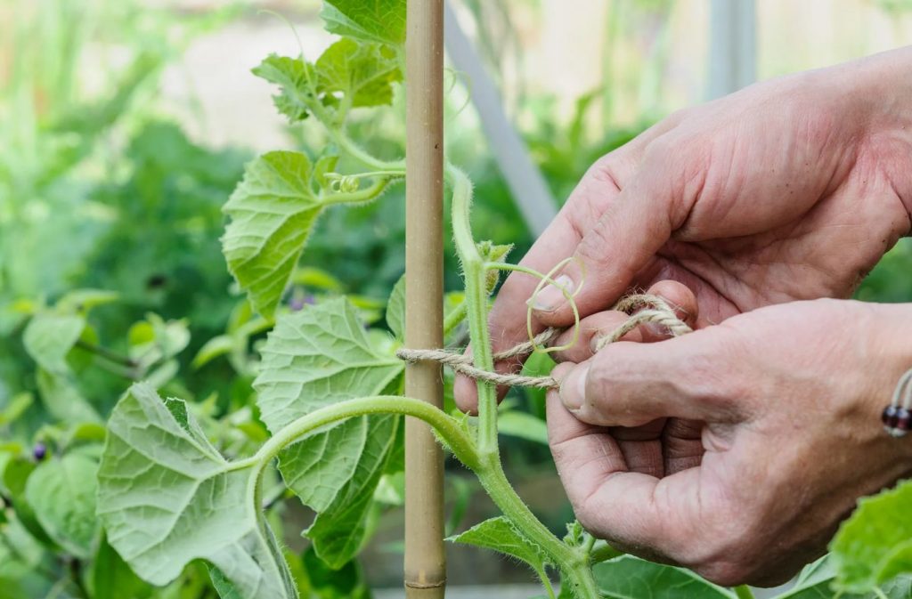 Kõrvitsate ja suvikõrvitsatele õige pistikute tegemine – tehke seda enne juuli lõppu