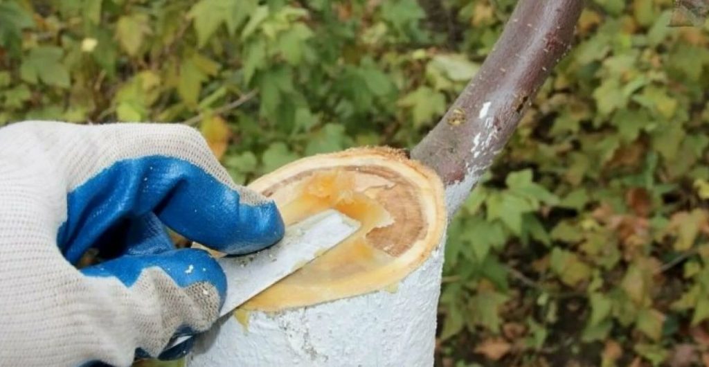 Miks ei tohi kirsspuid pärast 5. augustit lõigata: risk, mis võib kaasa tuua järgmise aasta saagi kaotuse