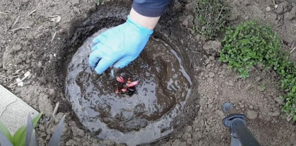 Jälle ei õitse pioonid? Milline saladus peitub lopsakas põõsas?
