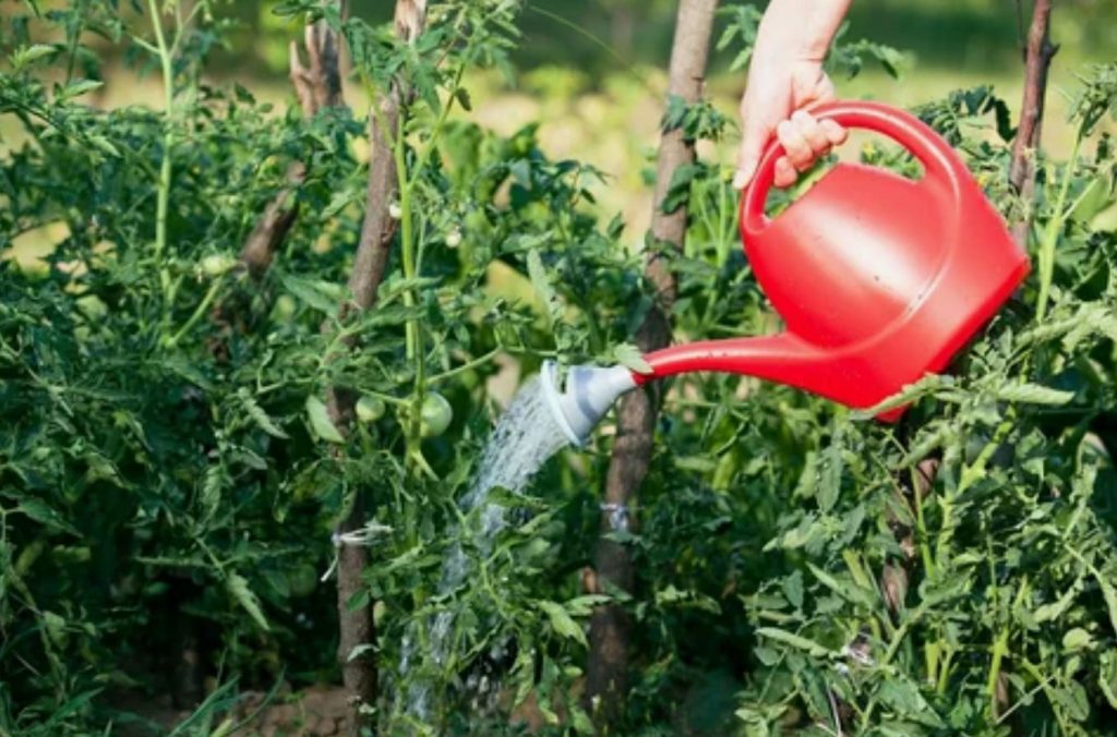 Miks tekivad tomatitel tumedad laigud: peamised põhjused