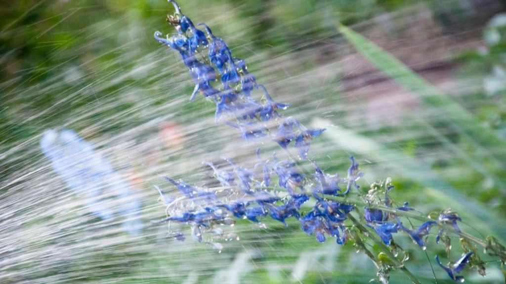 Avasta delfiiniumide saladused: kaks õitsemislaine ühe suve jooksul
