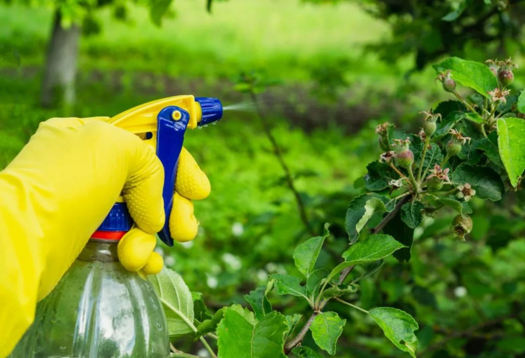 Lehtkirbud kaovad hetkega: kodune insektitsiid, mida kasutasid juba meie vanaemad