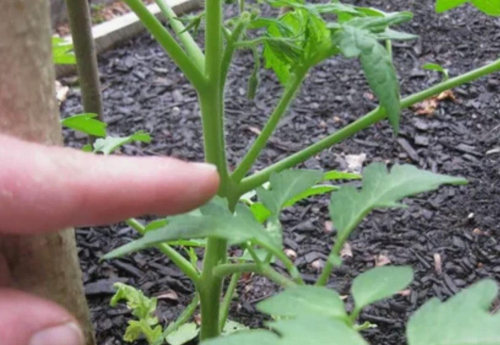 See väetis paneb tomatite lehed toruks keeruma: mida tuleb hoolduses muuta