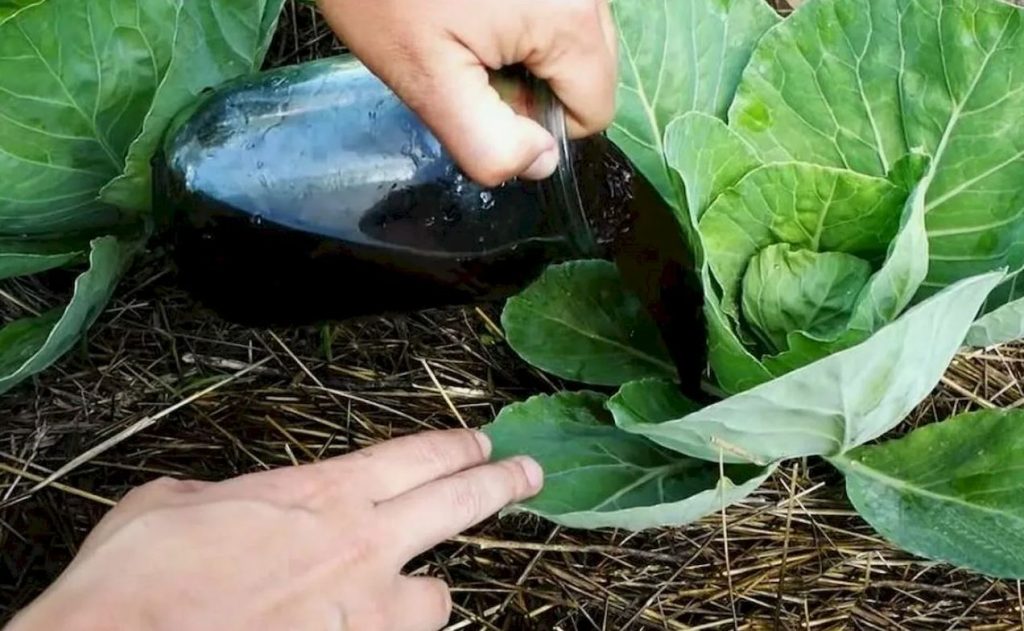 Elastsete kapsa peade saladus: kuidas kapsaid juulis ideaalse kuju saavutamiseks toita