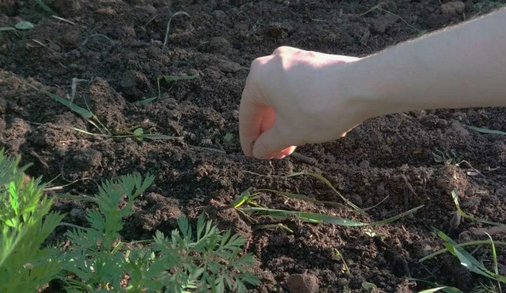 Petersell juulis - ei ole liiga hilja: mida teha seemnetega enne istutamist, et rohelised jõuaksid enne külma aega kasvatada