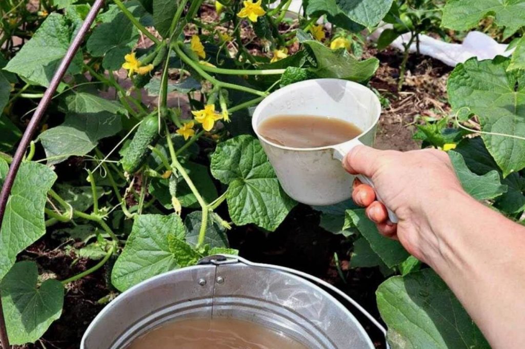 Kuidas kurke toita, et need kaua vilja kannaksid: saaki saate koristada kuni külmade tulekuni