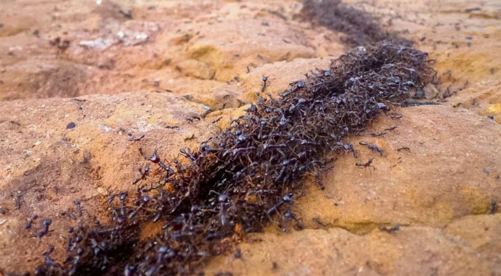 Apteegipudel päästis kogu aia: vahend hävitab sipelgate kuningriigi ühe õhtuga