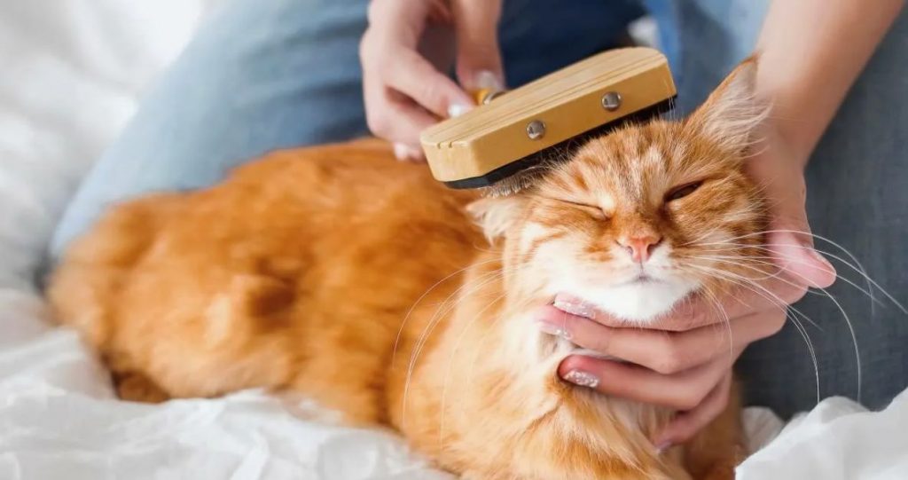 Miks kass nuriseb teie peale nurgas: 7 viisi lemmiku tuju parandamiseks