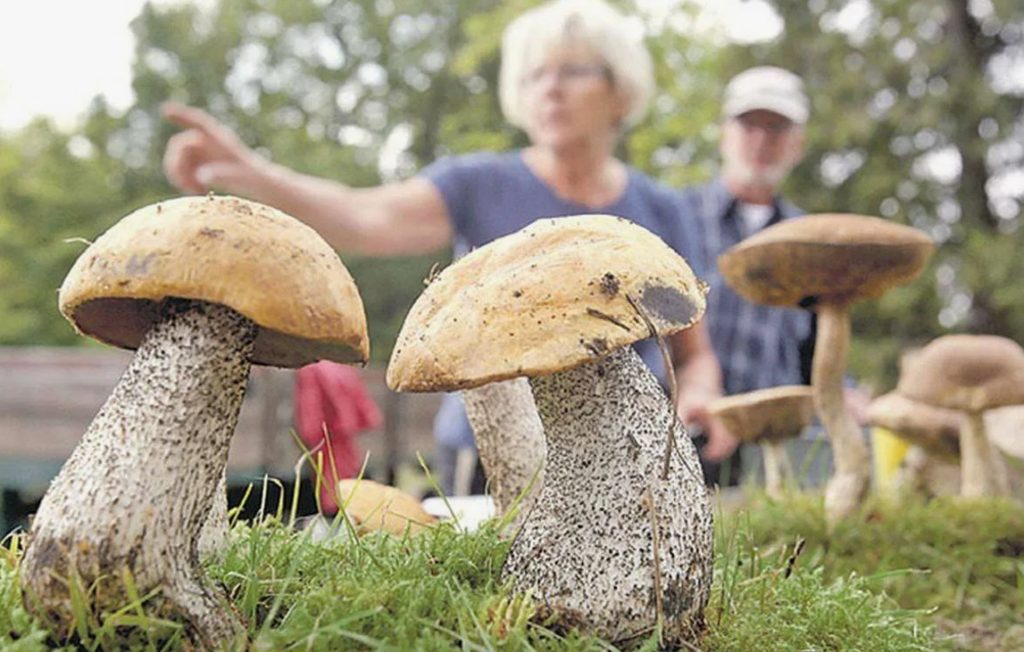 Varjulise aia nurgast taldrikule: kuidas muuta oma maatükk seenekasvatuseks