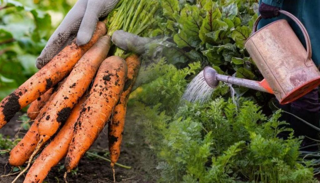Kuidas porgandeid augustis kasta: sellest sõltub juurviljade magusus