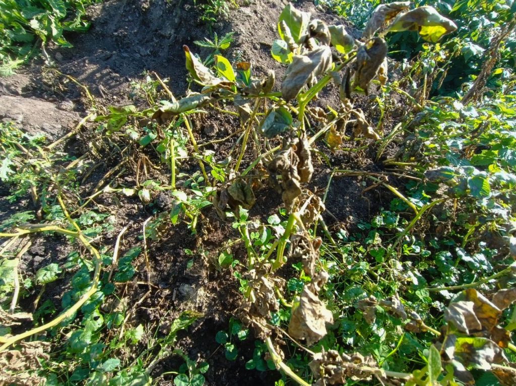 Kuidas kartulit õigesti kaevata: pika säilitamise saladused ilma kadudeta