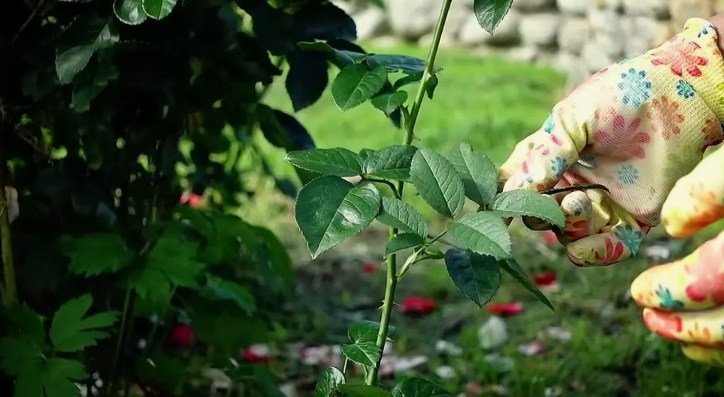 Kui roosid ei õitsenud: mida teha septembris, et järgmisel aastal oleks õitsemine rikkalik