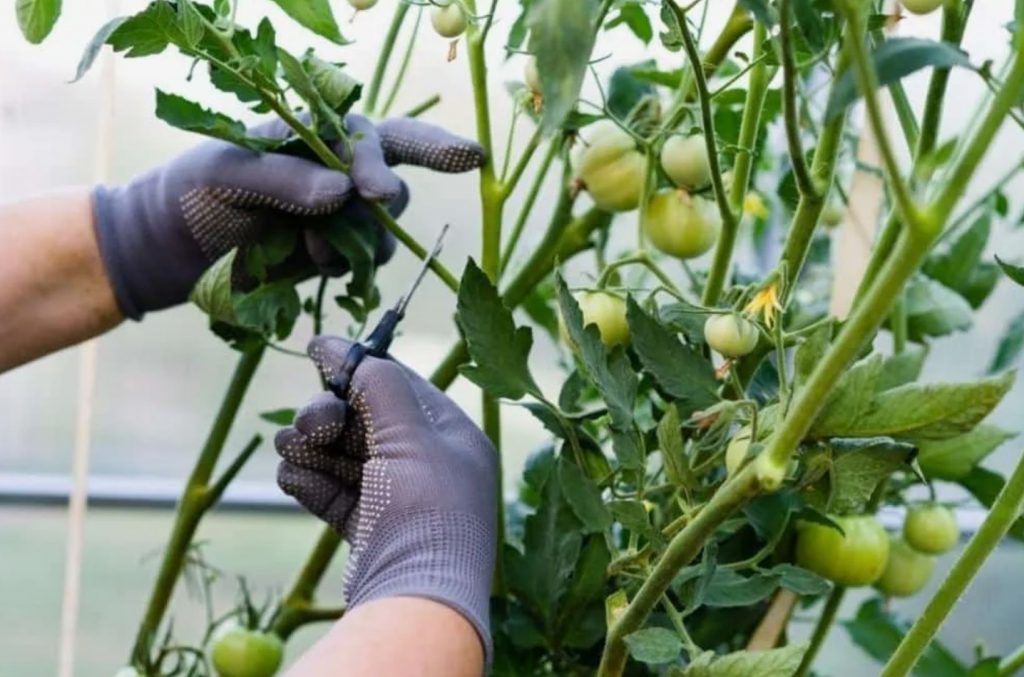 Mida ei tohi augustis tomatitega teha: 90% aednike viga