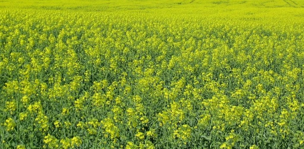 August on ideaalne aeg lämmastikku sisaldavate kultuuride külvamiseks, mis suudavad tühjaks jäänud peenardel tõelisi imesid teha