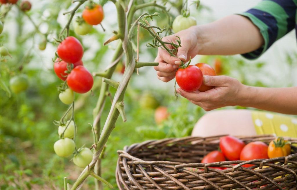 Mida ei tohi augustis tomatitega teha: 90% aednike viga