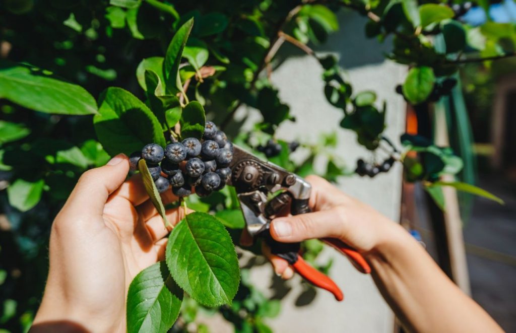 Aronia: millal korjata ja kuidas töödelda aia „must kuld”