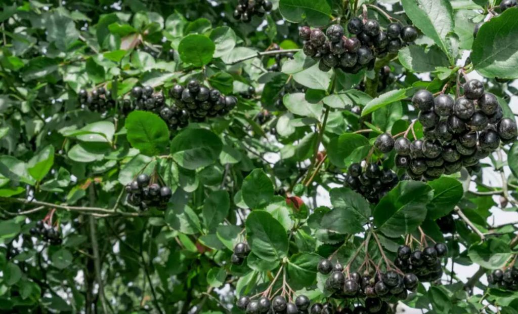 Aronia: millal korjata ja kuidas töödelda aia „must kuld”