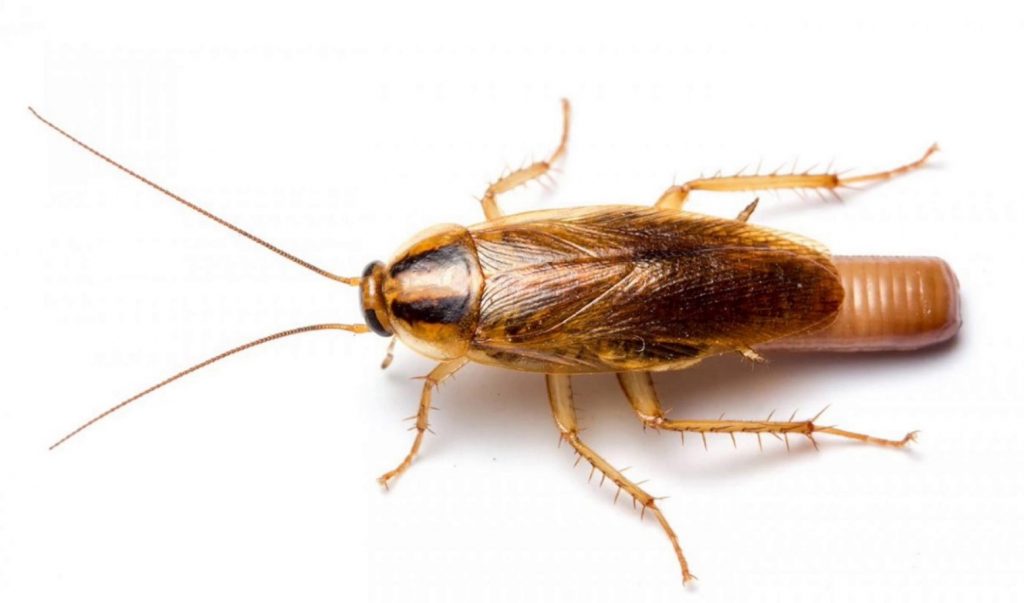Blattella germanica
