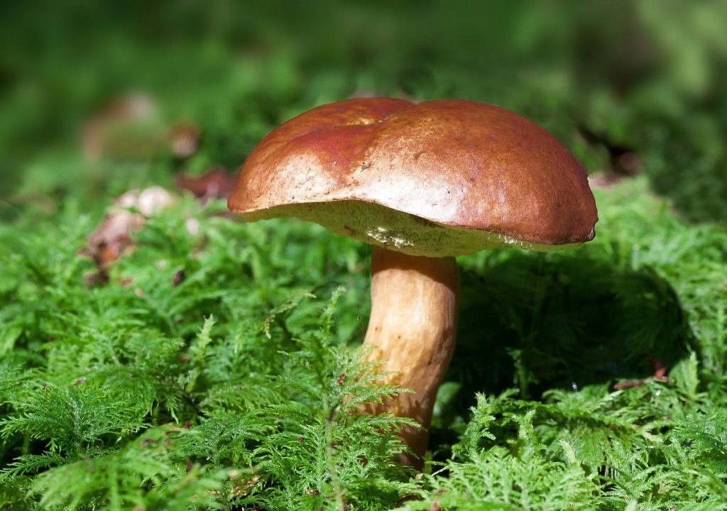 Seente hooaeg on täies hoos: mitte ainult linnud, vaid ka seened rändavad. Kus otsida neid, mis meile meeldisid?