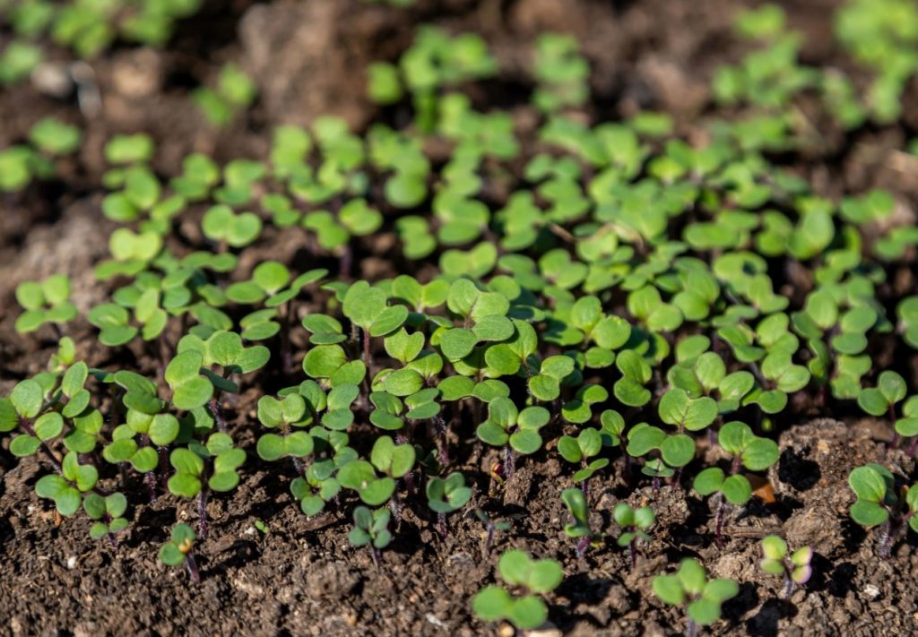 Miks külvata septembris rohttaimi: looduslik väetis kurnatud pinnasele