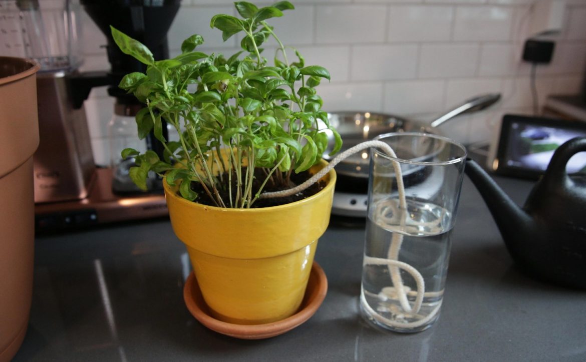 Kuidas kasta lilli, kui sind ei ole kodus: geniaalne elutarkus plastpudeliga - ja naabritelt ei pea küsima naabreid