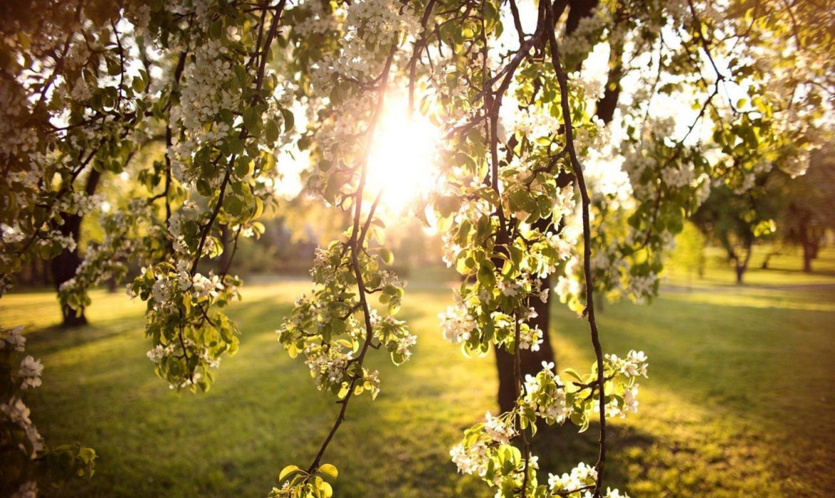Milliseid puid ei tohiks kevadel kärpida: algajad, kes peaksid tähele panema