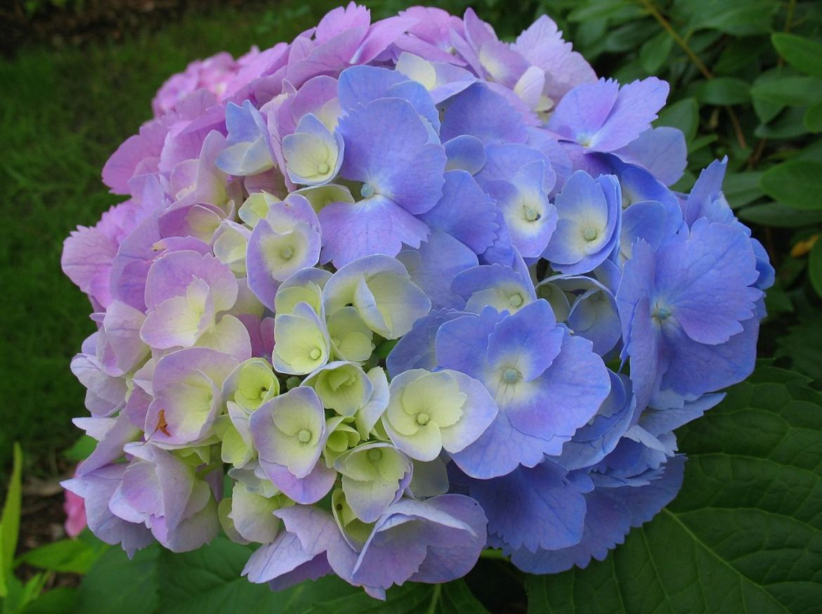 Kas süüdi on puukooli müüjad? Miks hortensia muutis värvi sinisest roosaks