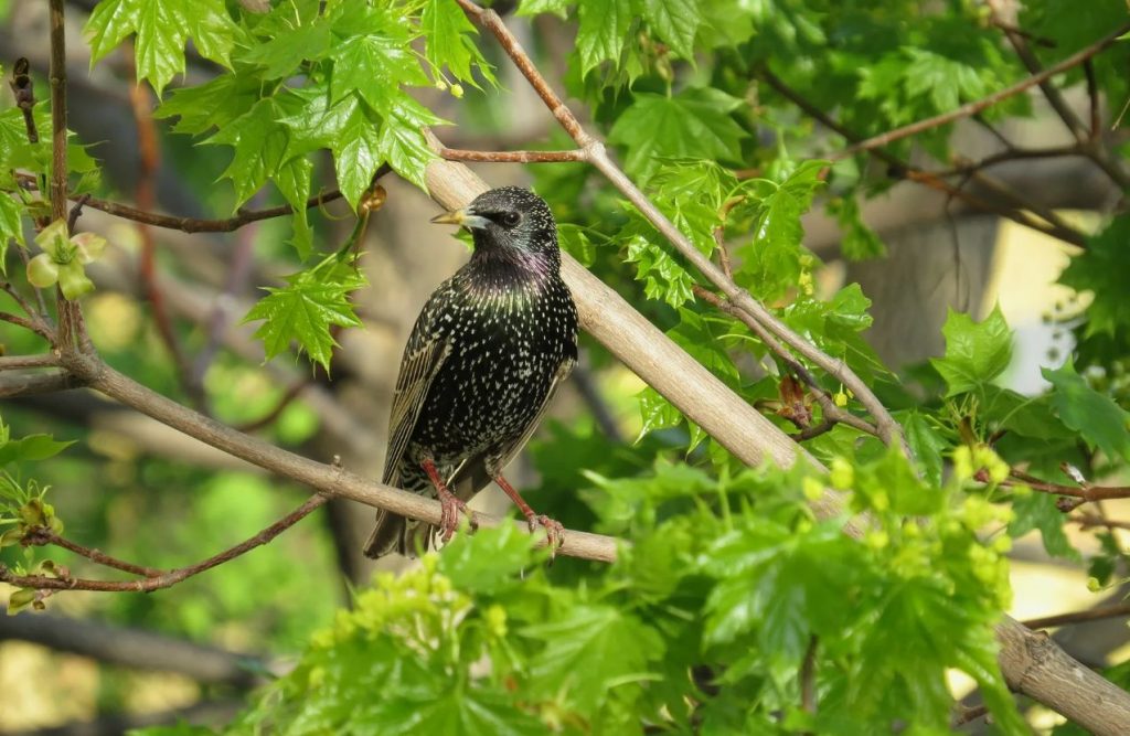 Kuidas kaitsta aeda kuldnokad eest: 5 tõhusat viisi