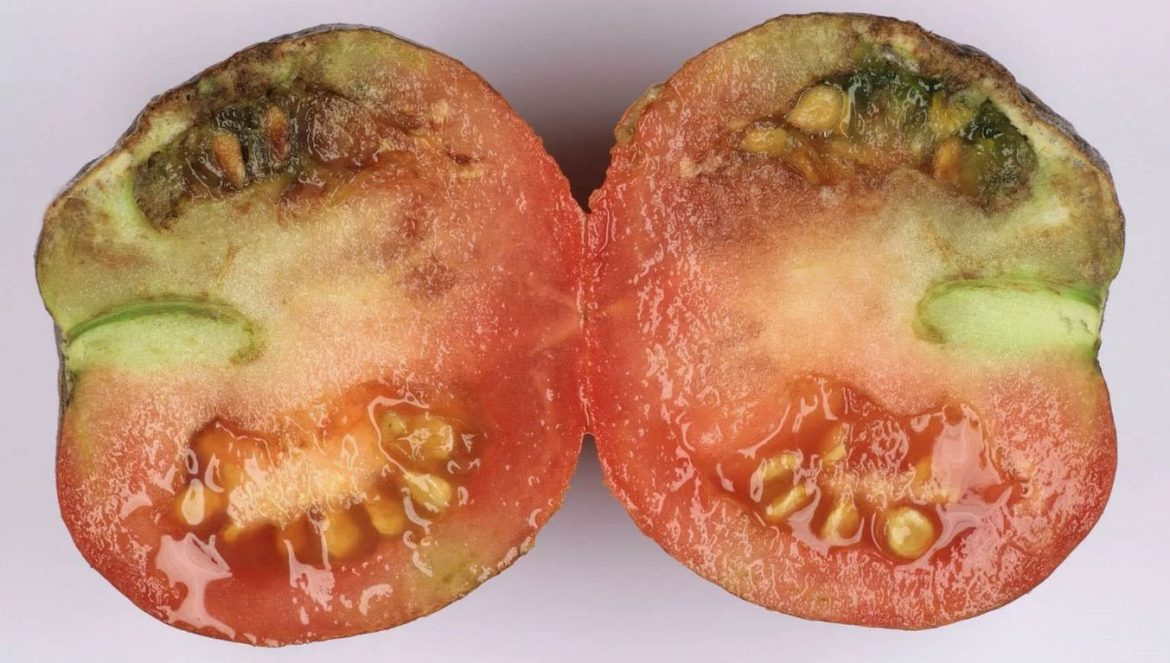 Tomateid päästame praegu fitoftorast: kuidas ja millega viivitamatult ravida