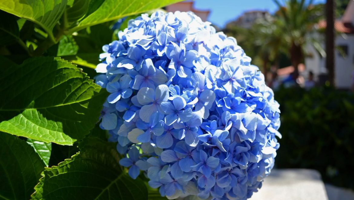 August on hortensia hooldamise kuu: millega toita tulevaks kevadeks