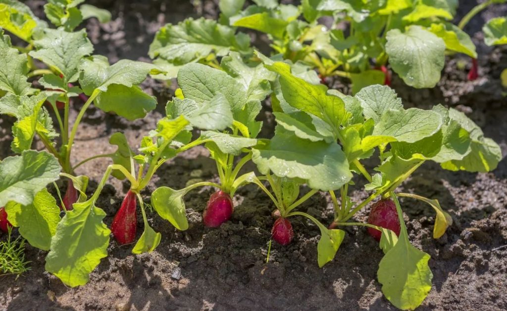 Kuidas kasvatada augustis mahlakaid ja mitte mõruid rediseid: kastmise ja istutamise saladus, kui kuumus on järele andnud