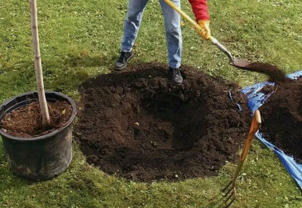 Sügiseseemned, mis petavad külma ja annavad vilja enne tähtaega
