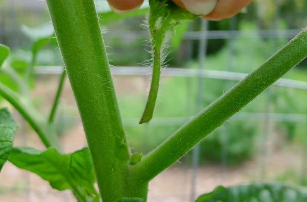 Kuidas kiirendada tomatite valmimist: paremat varianti pole leida
