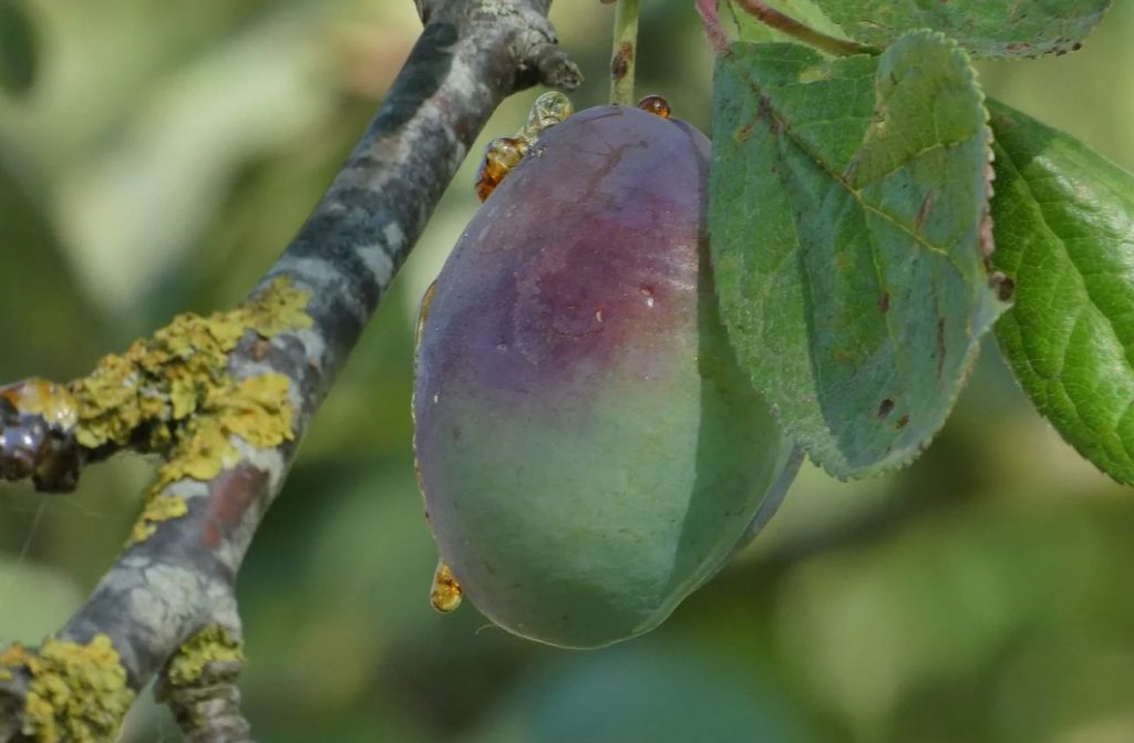 Miks ploomid kukuvad okstelt: töötle puud lihtsalt augustis