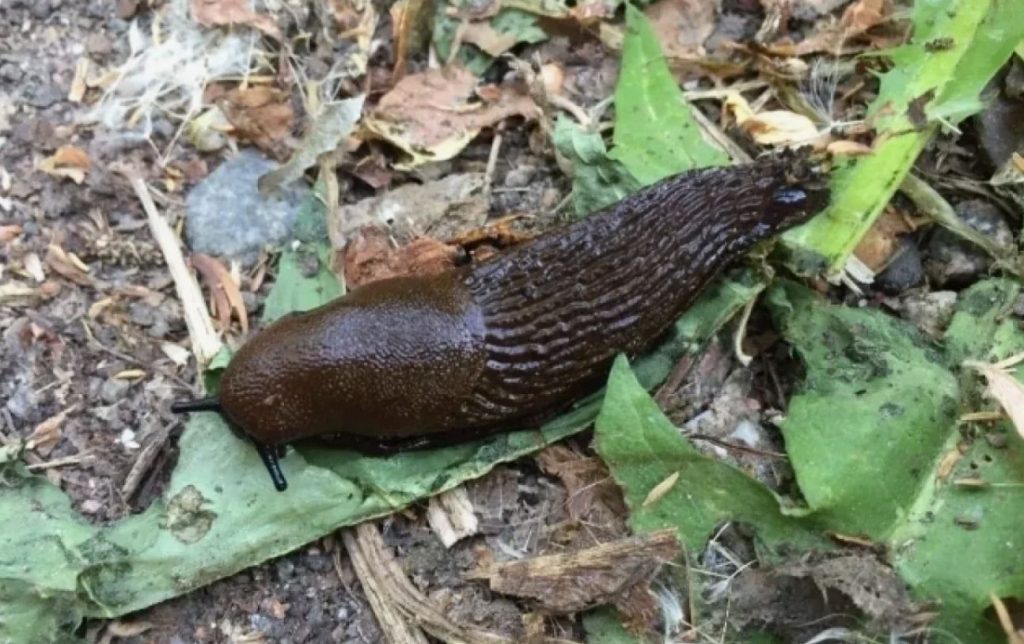 Kuidas multš võib päästa saagi ja hävitada limuseid üheaegselt