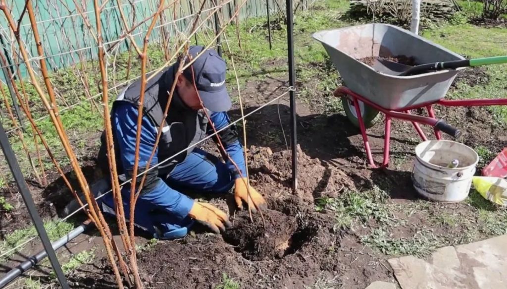 Augusti vaarikas: kuidas istutada, et saaki juba kevadel koristada